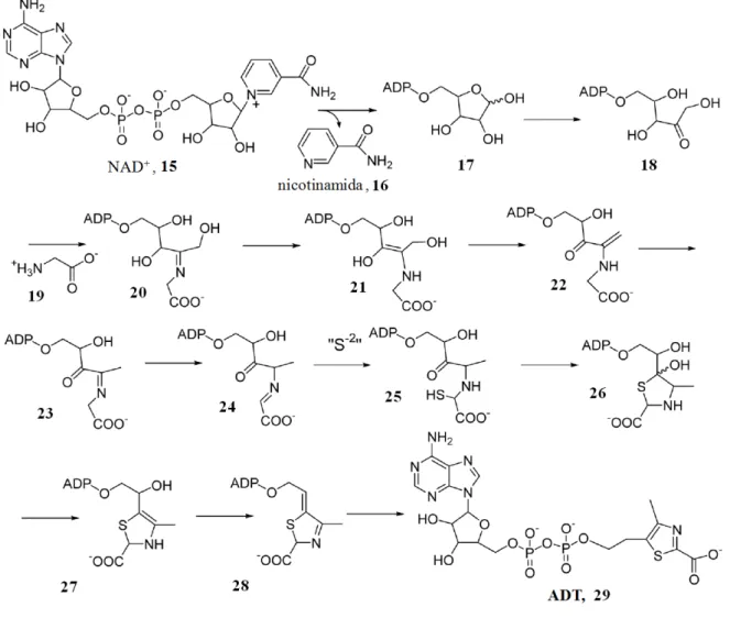 Figura 1.3 – Mecanismo proposto para formação do precursor da porção tiazol da vitamina B 1  em S