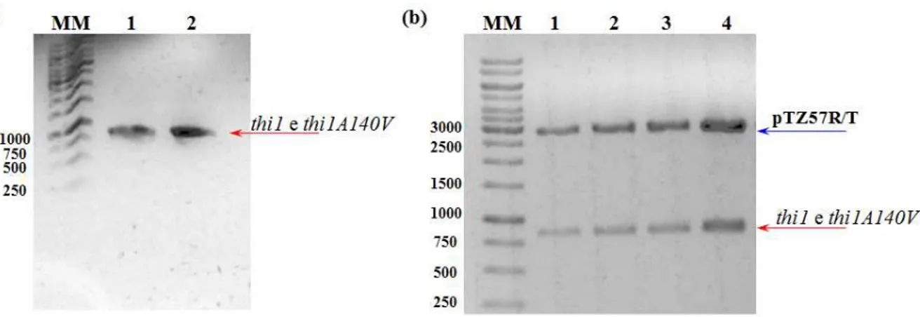 Figura 3.1. 1 - Amplificação de thi1 e thi1(A140V)  e análise de restrição. (a) produtos da PCR   após purificação - 1 e 2 correspondem aos fragmentos de DNA amplificados de  thi1 e thi1(A140V), respectivamente