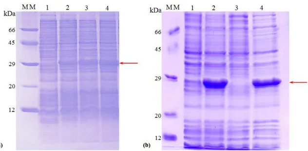 Figura 3.2. 1 - Análise da expressão heteróloga de Thi1 em células de E. coli  BL21(DE3)  induzida por 0,4 mM de IPTG, a 37 °C