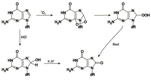 Figura 1.5. Formação de 8-oxodGuo a partir de oxigênio singlete e radical hidroxila.  