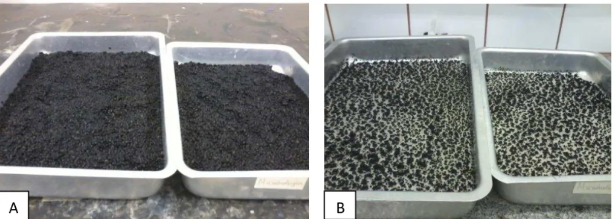 Figura 12  –  Comparação entre o lodo úmido (A) antecedendo a secagem e o  lodo      seco (B) após a secagem em estufa à 105°C por 16 horas