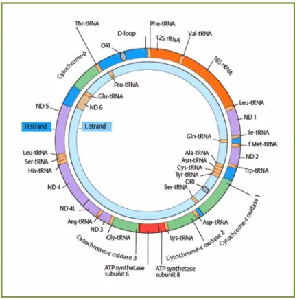 Figura  1.2:  Esquema  ilustrativo  da  organização  do  genoma  mitocondrial  em  vertebrados  Fonte: Passarge (1995)