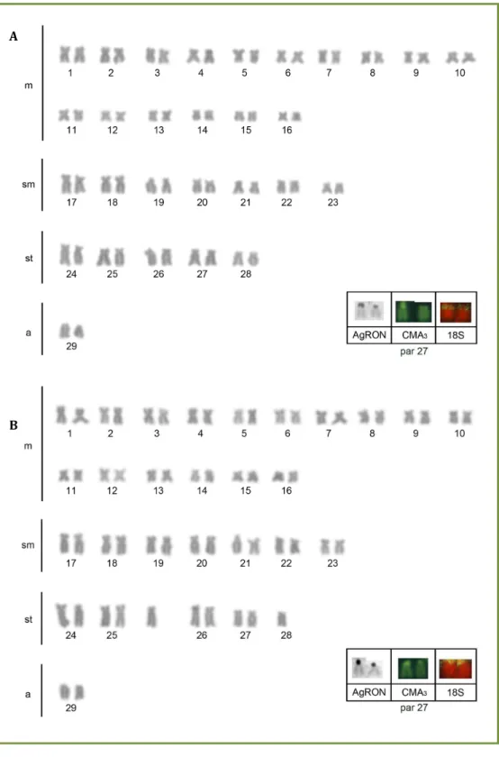 Figura  2.2:  Cariótipos  de  R.  quelen  –  Lapa  do  Peixe,  corados  com  Giemsa.    Em  A:  cariótipo  padrão e em B: cariótipo variante (mosaico cromossômico)