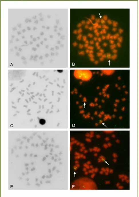 Figura 2.3: Metáfases somáticas de R. enfurnada (A, B), R. quelen – Água Escondida (C, D) e R