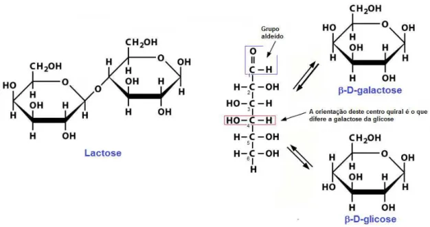 Figura  1  -  Representação  esquemática  do  dissacarídeo  lactose  e  os  respectivos  monossacarídeos que a compõe: galactose e glicose