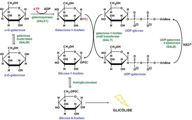 Figura 2 - Metaboliz ação da β -D-galactose em glicose-1-fosfato através da via de Leloir