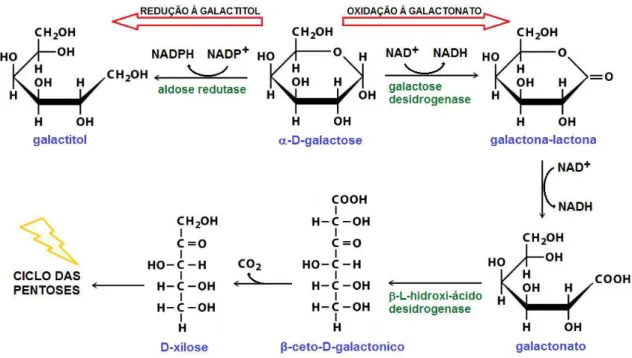 Figura 4 - Duas outras metabolizações alternativas da galactose: no canto superior esquerdo a  conversão  à  galactitol;  à  direita  e  abaixo  a  via  do  galactonato,  que  termina  no  ciclo  das  pentoses.