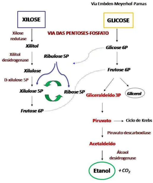 Figura  2.6.  Metabolismo  de  xilose  e  glicose  em  leveduras  fermentadoras  de  xilose  (Adaptada de Hahn-Hängerdal et al., 1994)