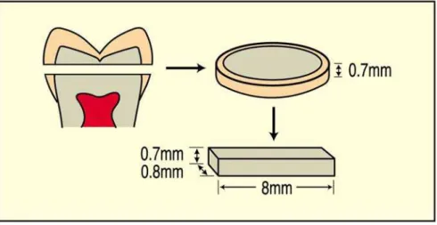 Figura 4.3.1.1 (A)- Esquema ilustrativo da obtenção dos discos de dentina  (0,7mm), da porção médio-coronal dos dentes, e  obtenção dos palitos de dentina após os cortes seriados  e suas dimensões 