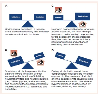 Figura  2  -  Representação  esquemática  dos  efeitos  do  álcool.  O  álcool  tem  a  capacidade  de  desregular  o  equilíbrio  do  organismo  através  do  aumento  de  neurotransmissões  inibitórias  e/ou  diminuição  das  neurotransmissões excitatória