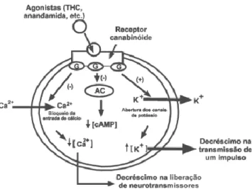 Figura 4 - Reacções intracelulares que ocorrem quando agonistas interagem com receptores canabinoides