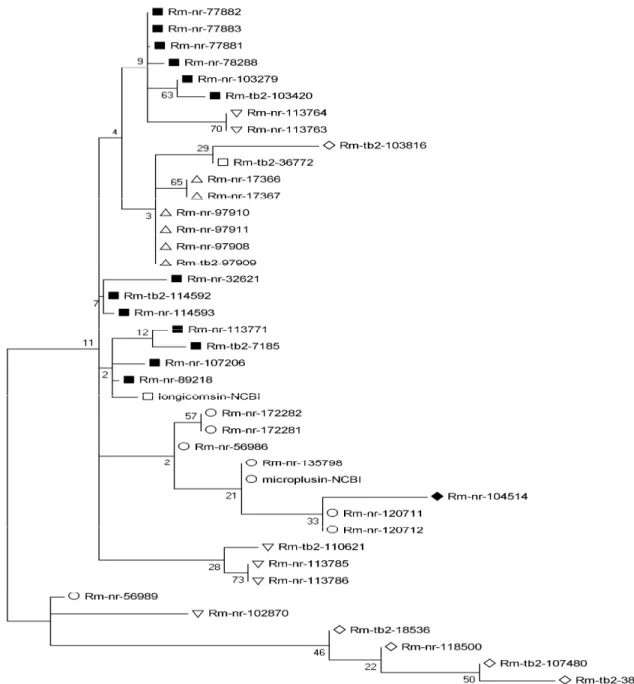 Figura 5. Análise filogenética de peptídeos antimicrobianos em  R.  microplus. Filograma  bootstrapped  (1.000  interações)  resultando  do  alinhamento  de  39  sequências  completas  contendo peptídeo sinal, bem como 2 sequência de PAMs (microplusina e l
