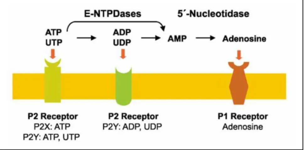 Figura 3 .Catabolismo de nucleotídeos extracelular localizados na superficie celular e ativação  de receptores por nucleotídeos (P2 receptores) e adenosina (P1 receptores)