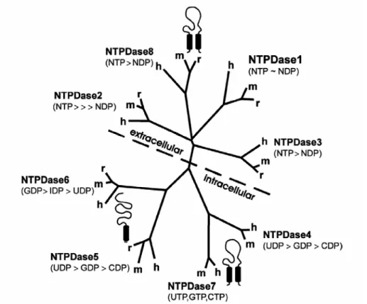 Figura 4. Árvore filogenética hipotética com 22 membros da família E-NTPDase  (NTPDase1 a NTPDase8)