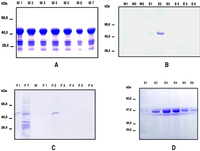 Figura 7.  Re-enovelamento  e purificação de SmATPDase1.    (A) Teste de vários métodos de  lavagem de corpos de inclusão (M1-M7= métodos), (B) Cromatografia de afinidade da fração solúvel do  re-enovelamento por diluição