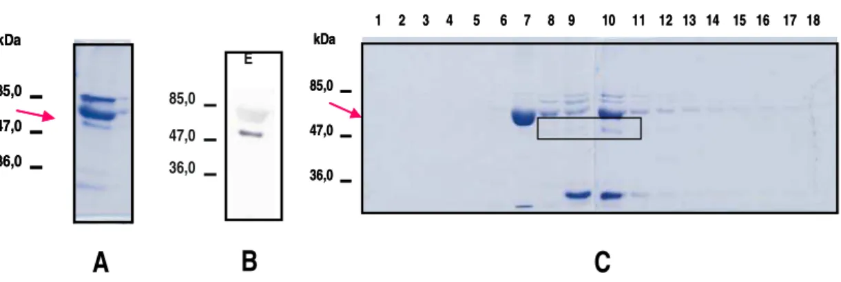 Figura 8. Analise de Expressão e purificação de APIRH-His8x em C41(DE3).  (A). fração de eluição  de cromatografia de afinidade (Ni-NTA), onde  observa-se uma pequena quantidade de apirase com um  peso molecular de ~50kDa