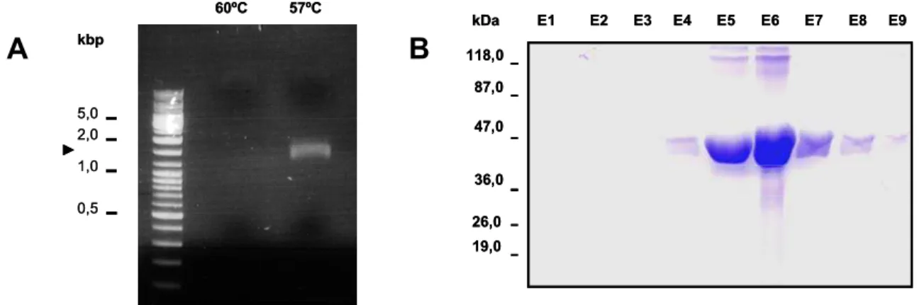 Figura 10 . Amplificação, reenovelamento e purificação  de SmATPDase2.  (A) Produto de PCR  de ~1,5 kbp obtido a partir de cDNA de S