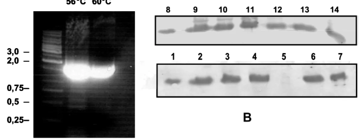 Figura 21.   Amplificação  e coexpressão da seqüência de DNA que codifica para a  chaperona PDI