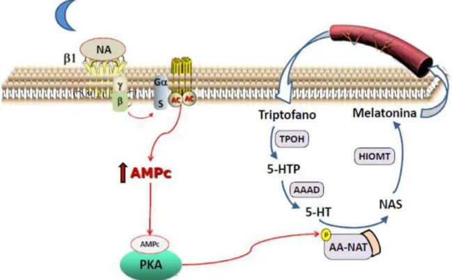 Figura 1  –  Produção noturna de melatonina pela glândula pineal. Durante a fase de escuro, a  esti ulação  β1 -adrenérgica  leva  a  ativação  da  su u idade  α  da  p oteí a  Gs,  o se ue te  ativação de  adenilil ciclase e PKA que fosforila CREB, promov