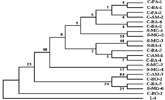 Figura 1 - Árvore filogenética baseada na seqüência parcial da subunidade grande do rDNA (28S) dos 21 isolados de  Moniliophthora  perniciosa estudados monstrando a proximidade/distância entre eles