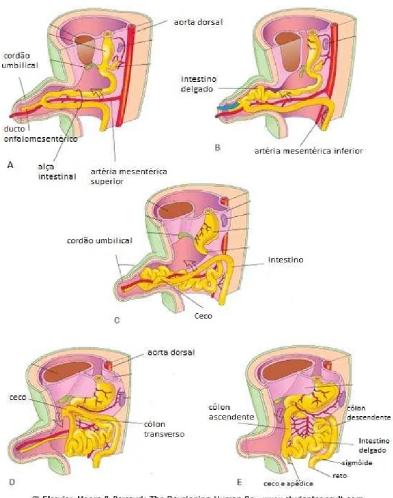 Figura 4 -   Corte longitudinal do embrião mostrando artéria mesentérica superior,  que faz parte do pedículo vascular e acompanha o intestino herniado, e  a veia umbilical (A,B,C)