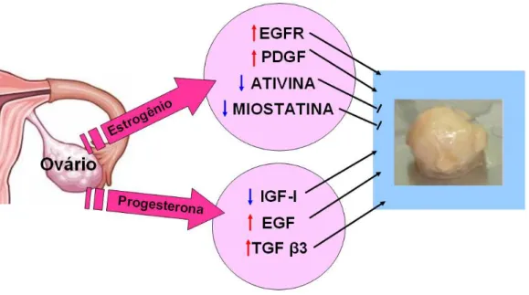 Figura  2:  Mecanismos  de  ação  do  estrogênio  e  da  progesterona  sobre  os  fatores de crescimento na gênese do LMU (Ciarmela et al., 2011).