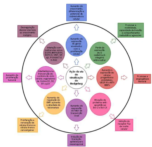 Figura  4:  Características  da  via  de  sinalização  do  HH  em  câncer.  Diferentes  mecanismos  moleculares  pelos  quais  o  HH  constitutivamente  ativo  age  na  iniciação, proliferação e manutenção da transformação maligna e tumorigenese  em divers