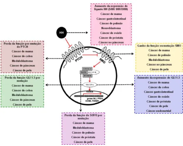 Figura 5:  Mecanismos que resultam na ativação constitutiva aberrante da via  do  HH  em  câncer