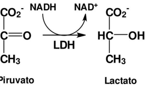 Figura  14  –   Reação  enzimática  da  conversão  de  piruvato  a  lactato  pela  lactato  desidrogenase na presença de NADH