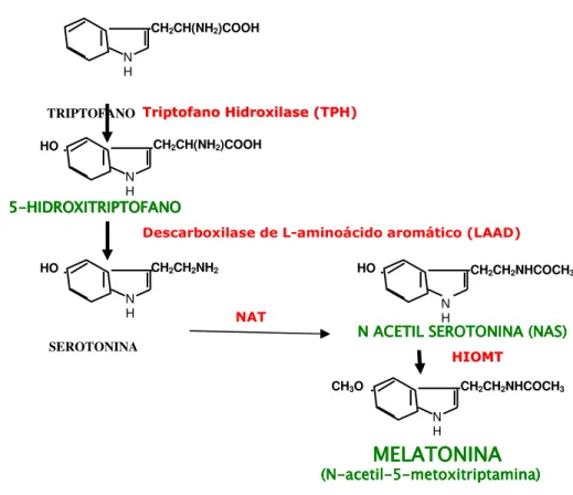 Figura 3. Representação dos indóis precursores da síntese  de melatonina, e do ponto de atuação de cada  enzima