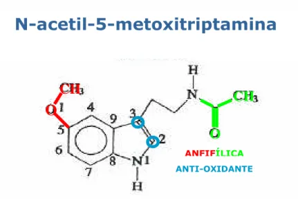 Figura 9 . Representação esquemática das características químicas da molécula de melatonina.