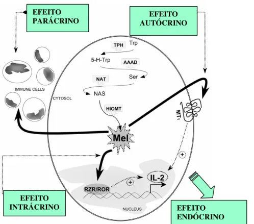 Figura 10.  Ilustra os modos pelos quais a melatonina pode agir. Modificado de: CARRILLO-VICO  et al .,  2004.