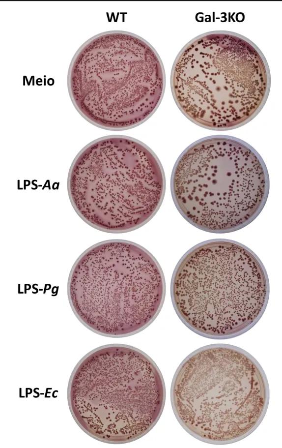 Figura 1. Resposta de neutrófilos WT e Gal-3KO estimulados ou não com LPS  por  3  horas