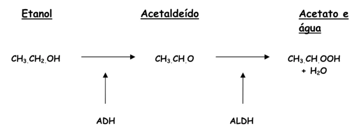 Figura 1- Representação esquemática do processo de metabolização do álcool 