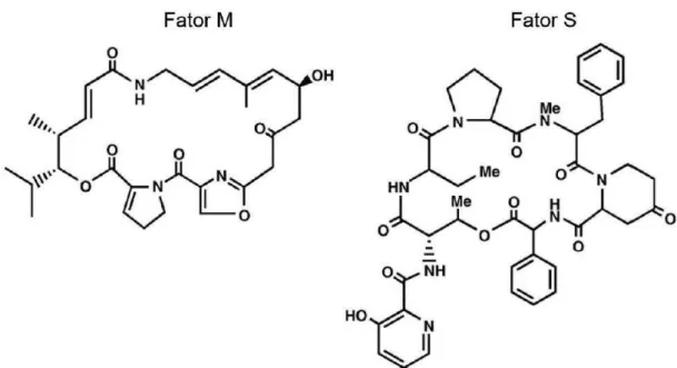 Figura 1.2 - Estrutura química dos fatores M e S da virginiamicina 