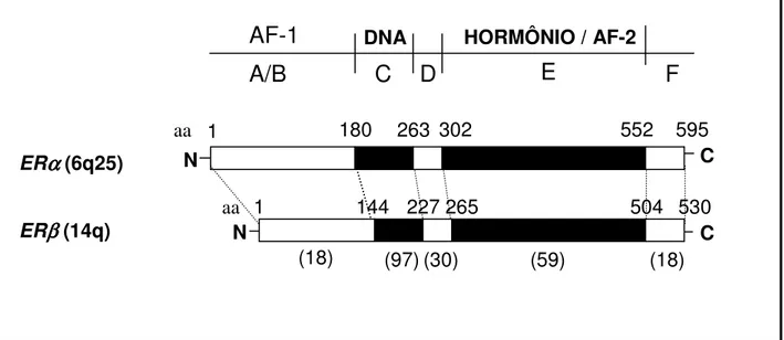 Figura 3.  Representação esquemática do  receptor  de  estrógeno humano alfa e  do  receptor  de  estrógeno humano beta