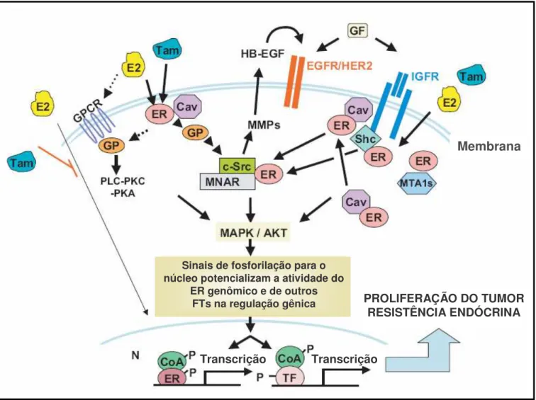 Figura 6. Integração da sinalização genômica e não genômica/rápida do ER (receptor de estrógeno) e sua  interação com o receptor de fator de crescimento e as vias celulares mediadas por quinases na  resistência  endócrina