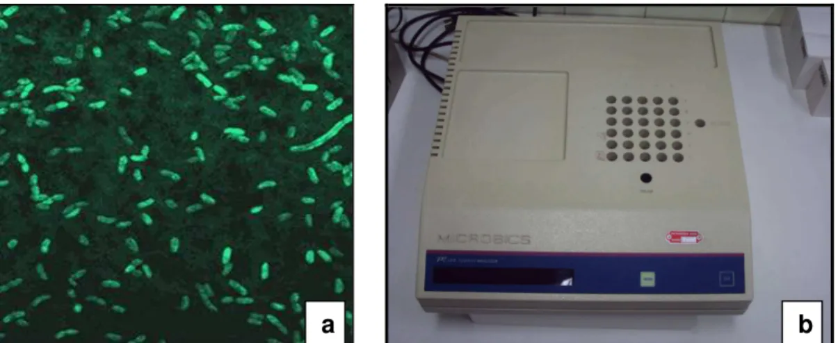 FIGURA 18. a: Bactéria luminescente Vibrio fischeri; b: Sistema Microtox  . 
