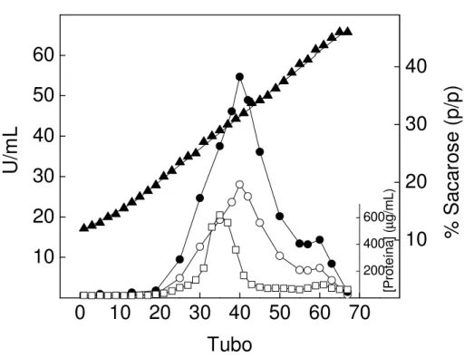 Figura 1. Centrifugação da fração microsomal de tecido branquial de Callinectes  ornatus, em gradiente contínuo de sacarose