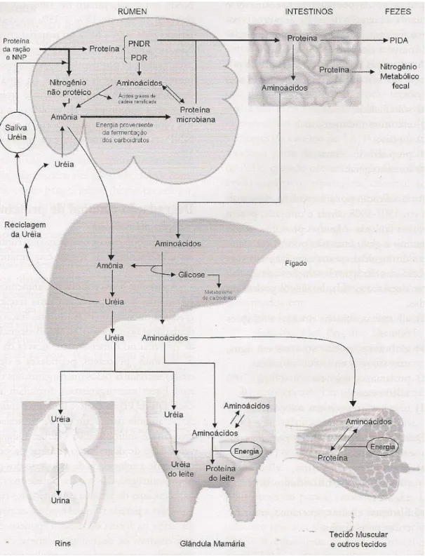 Figura 2. Metabolismo de nitrogênio (N) em ruminantes (Santos, 2006) 
