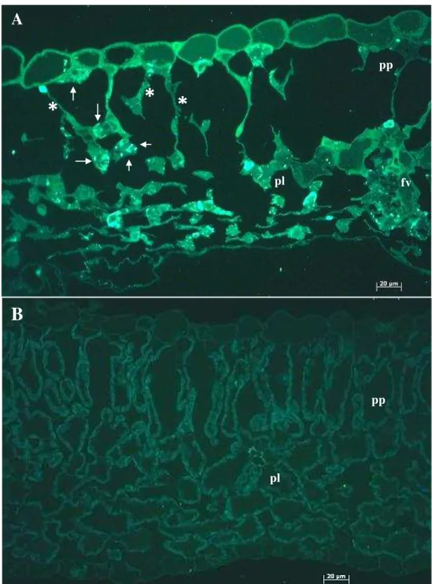 Figura 3 - Imunofluorescência in situ pela detecção da proteína p29, núcleo capsídeo de CiLV-C