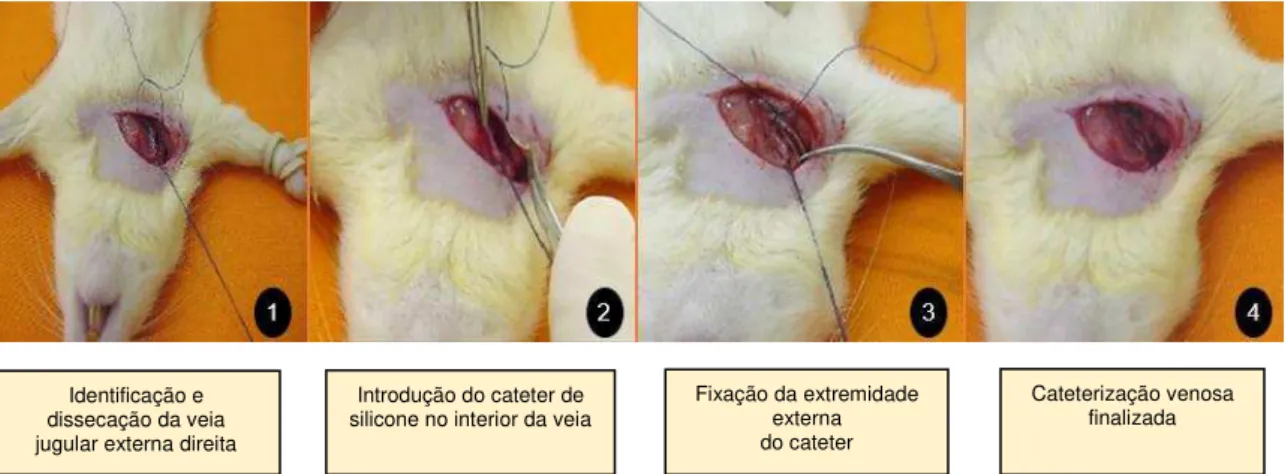 Figura  2  –   Representação  ilustrativa  das  quatro  principais  fases  do  procedimento cirúrgico de cateterização venosa central (CVC) em ratos 58 : 