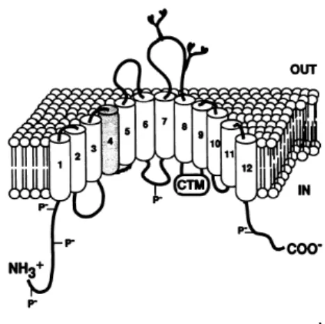 Figura 4: Figura representativa da proteína de membrana codificada pelo gene Slc11a1.     