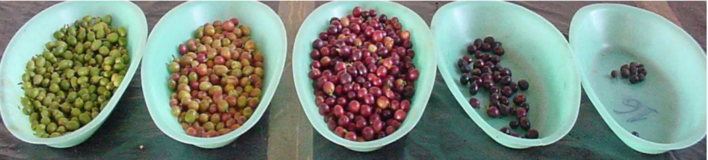 Figura 3 - Fases de maturação de frutos de café identificadas na colheita: verde, verde- verde-cana, cereja, passa e seco 