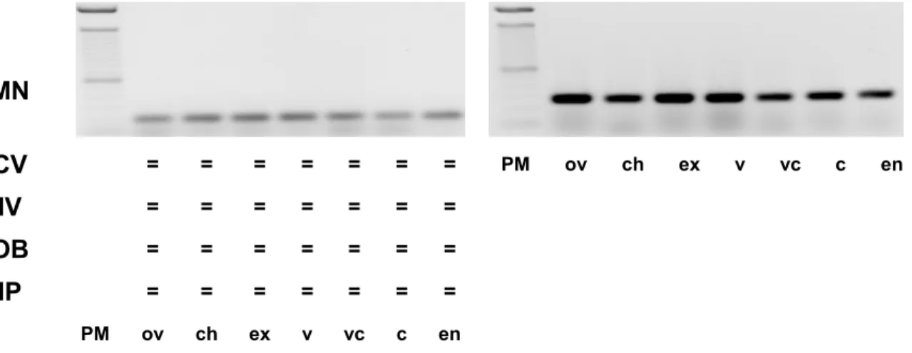 Figura 9 - Amplificação por RT-PCR de transcritos do gene GN pareado ao gene  controle Actina, nas cultivares Mundo Novo (MN), Catuaí Vermelho (CV),  Icatu Vermelho (IV), Obatã (OB) e Icatu Precoce (IP), nas fases de  desenvolvimento dos frutos: ovário-ov;
