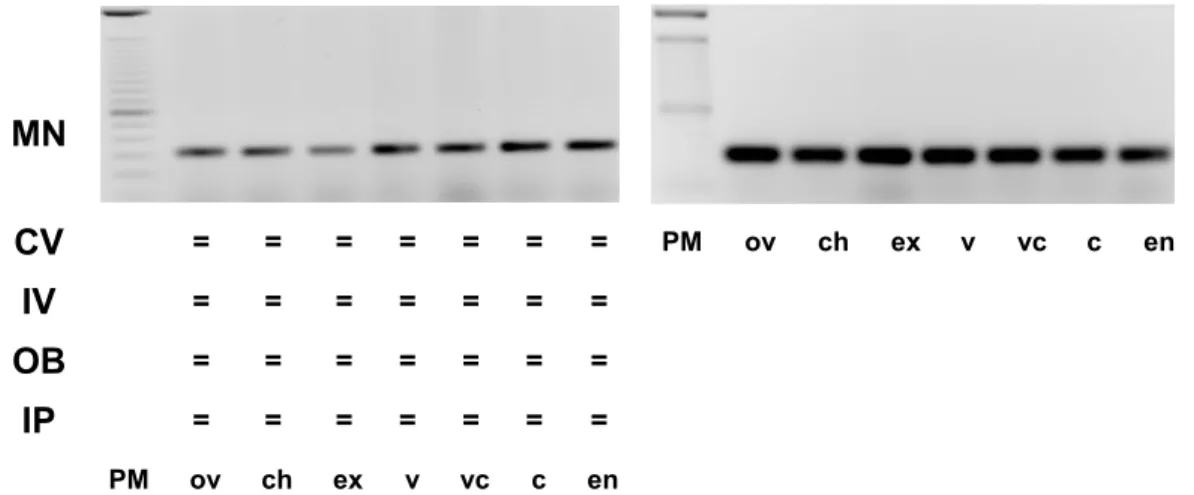 Figura 10 - Amplificação por RT-PCR de transcritos do gene SCR pareado ao gene  controle Actina, nas cultivares Mundo Novo (MN), Catuaí Vermelho (CV),  Icatu Vermelho (IV), Obatã (OB) e Icatu Precoce (IP), nas fases de  desenvolvimento dos frutos: ovário-o