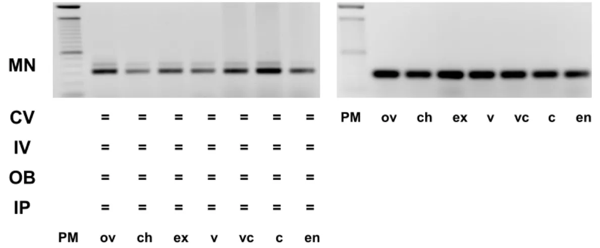 Figura 11 - Amplificação por RT-PCR de transcritos do gene STM pareado ao gene  controle Actina, nas cultivares Mundo Novo (MN), Catuaí Vermelho (CV),  Icatu Vermelho (IV), Obatã (OB) e Icatu Precoce (IP), nas fases de  desenvolvimento dos frutos: ovário-o