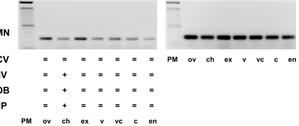 Figura 13 - Amplificação por RT-PCR de transcritos do gene ARF pareado ao gene  controle Actina, nas cultivares Mundo Novo (MN), Catuaí Vermelho (CV),  Icatu Vermelho (IV), Obatã (OB) e Icatu Precoce, nas fases de  desenvolvimento dos frutos: ovário-ov; ch
