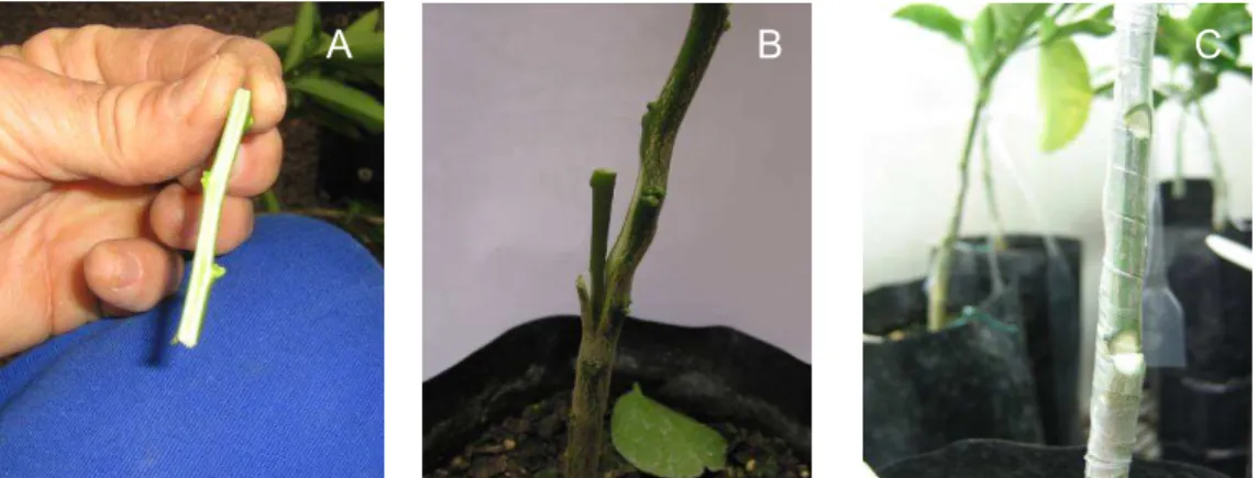Figura 2.3 - Parte do ramo sintomático utilizado como fonte de inóculo (A); encostia de ramo sintomático  com muda de ‘Valência’ (B); fita plástica usada para assegurar a cicatrização da região de  enxertia (C) 