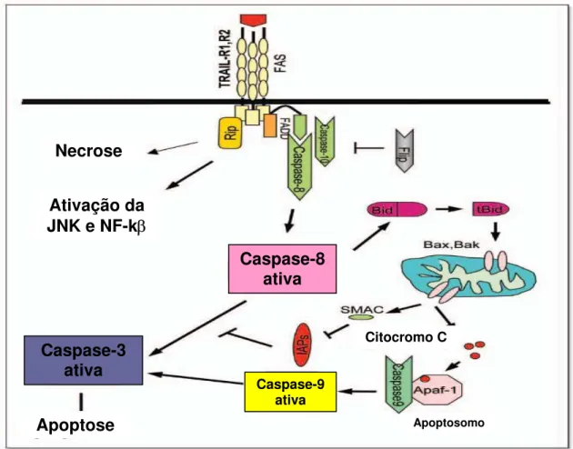 Figura 2: Via extrínseca da apoptose celular (adaptada de JIN; EL-DEIRY, 2005) 